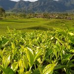 Indonesian Tea Garden